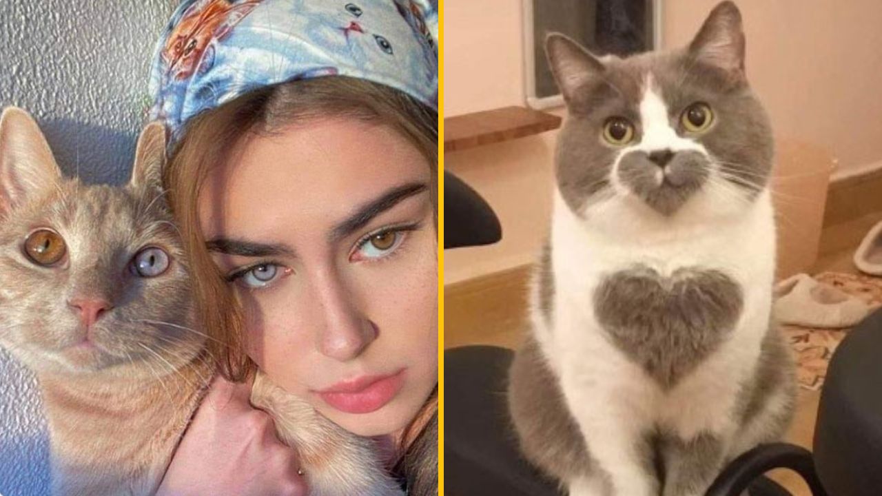 50 vtipných obrázkov z profilu „Prečo by ste mali mať mačku“, ktoré vám zlepšia deň