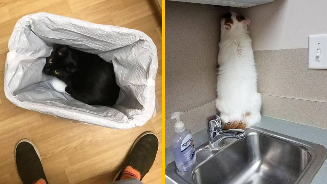 10 milých a vtipných záberov mačiek, ktoré sa snažili skryť sa pred návštevou veterinára