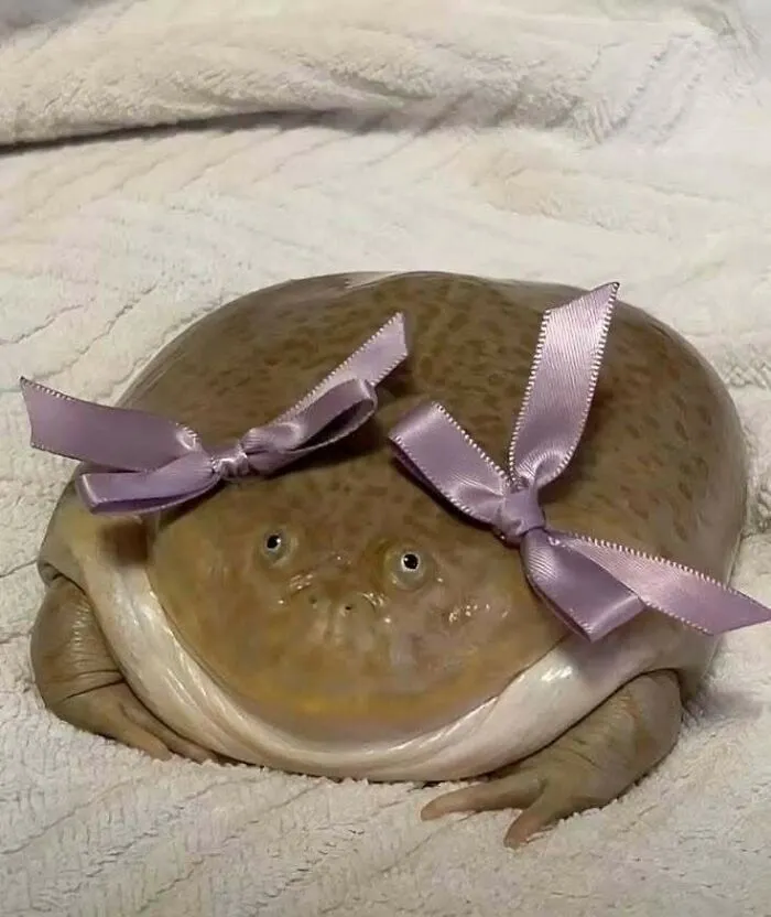Žaba s fialovými mašľami na hlave leží na bielej prikrývke.