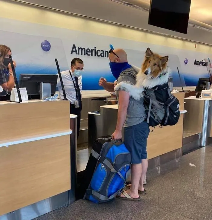 Muž so psom v batohu na letisku pri odbavovacej prepážke, masky na tvárach, American Airlines.