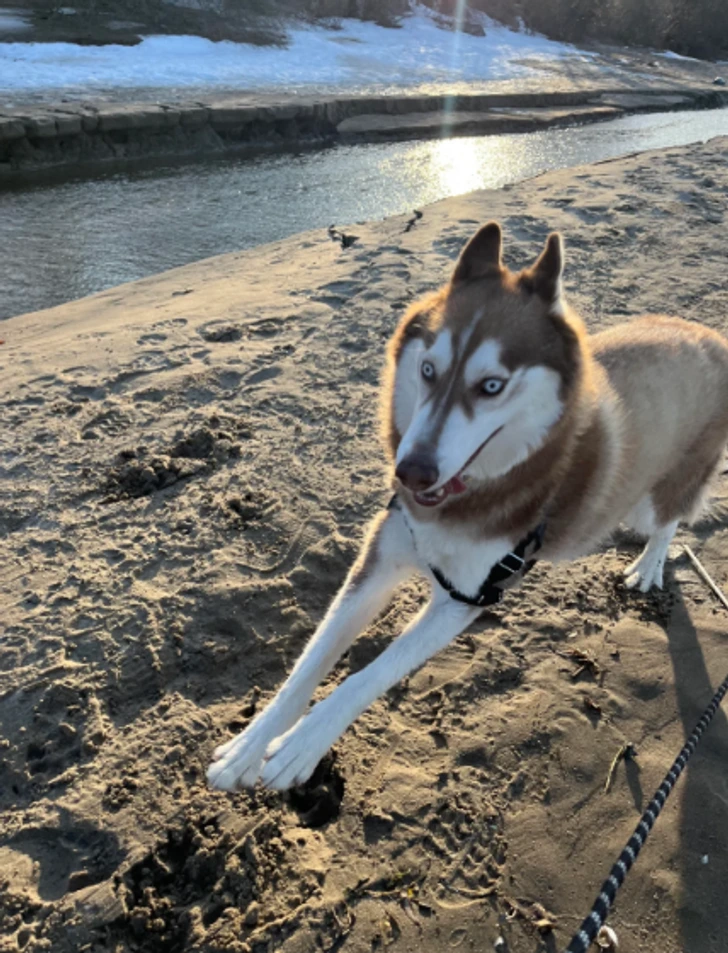 Pes sibírsky husky beží na piesočnatej pláži pri rieke za slnečného dňa.