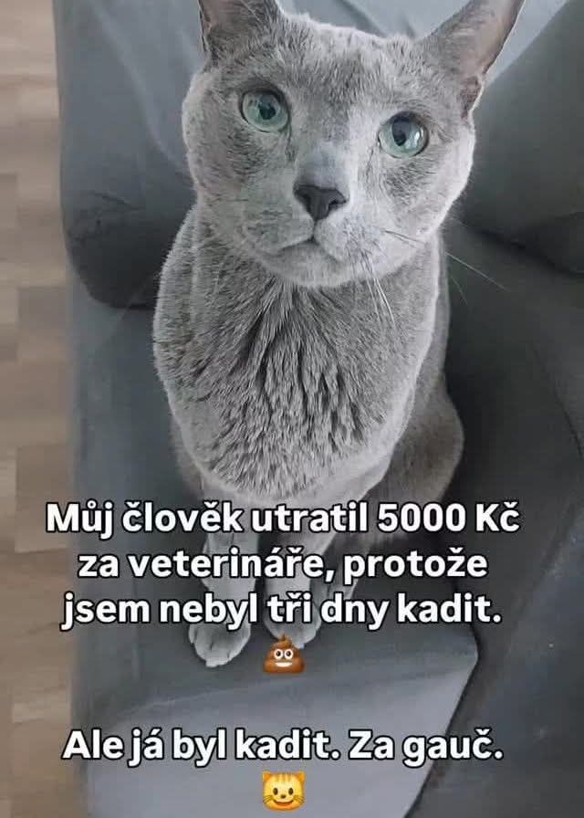 Šedá mačka sedí na gauči s vtipným textom o návšteve veterinára kvôli domnelým tráviacim problémom.