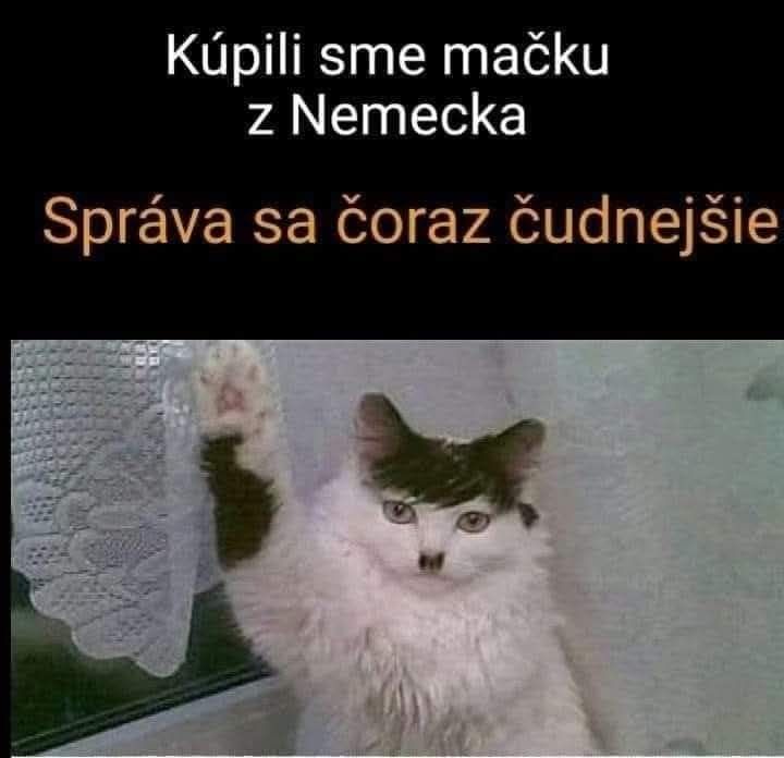 Mačka z Nemecka stojí pri okne, jednou labkou vzdušný gest vtipne pripomínajúca pozdrav.