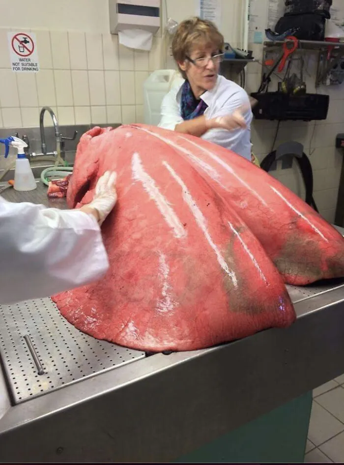 Žena skúma veľký organ, pravdepodobne kravskú pečeň, v laboratóriu.