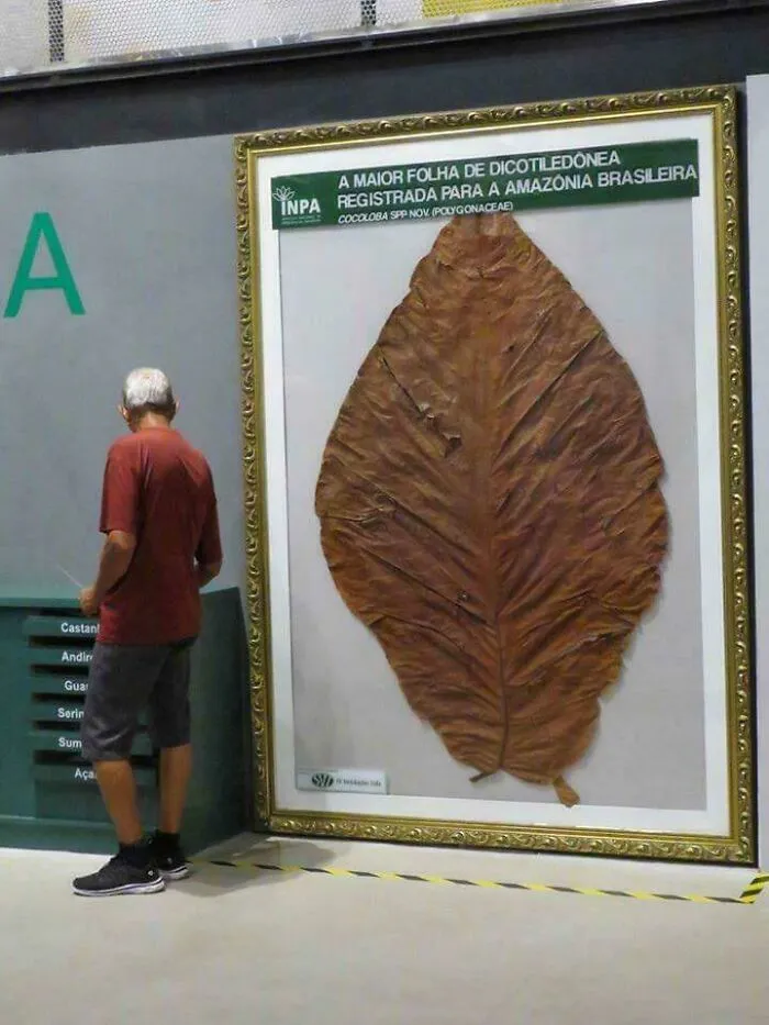 Najväčší list dvojklíčnolistovej rastliny z brazílskeho Amazonského pralesa vystavený vedľa návštevníka.