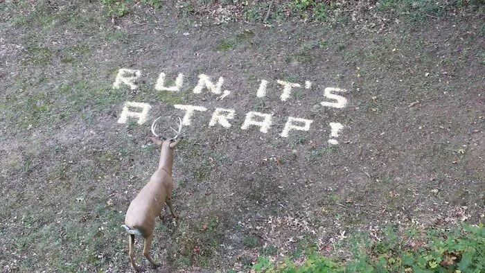 Jeleň stojí pred nápisom na zemi: RUN, IT'S A TRAP! uprostred lesnej scenérie.