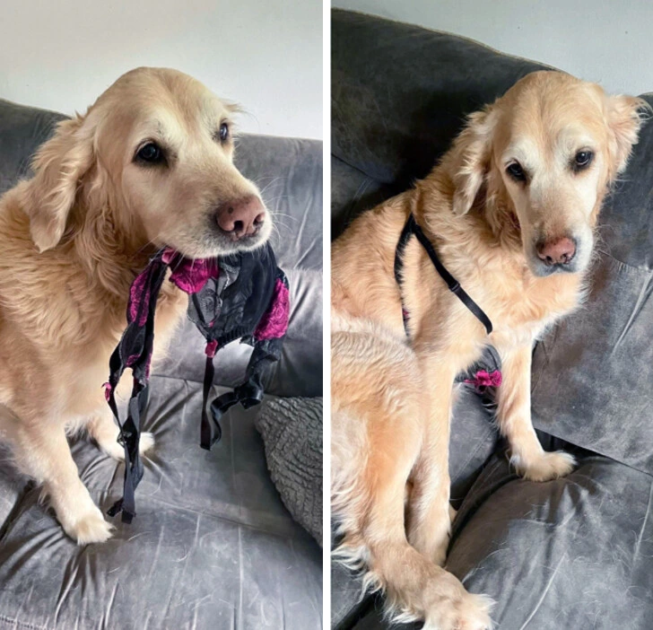 Zlatý retriever s podprsenkou, veselý a zvedavý na gauči, vtipná situácia doma.
