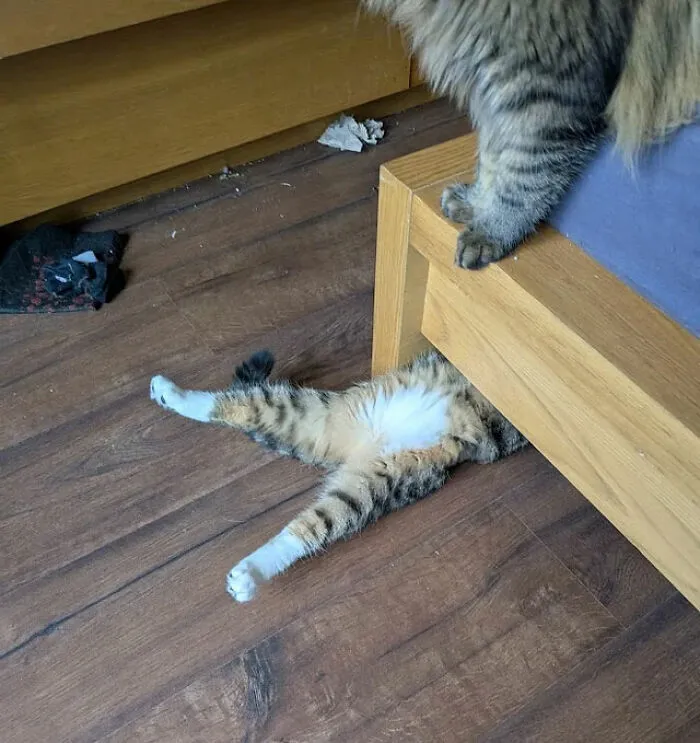Mačka leží pod posteľou, s labkami roztiahnutými na drevenej podlahe.