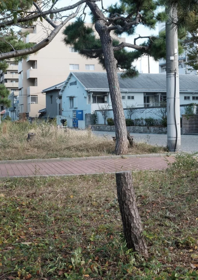 Záhradná cesta s borovicami a obytnými budovami v pozadí počas slnečného dňa.