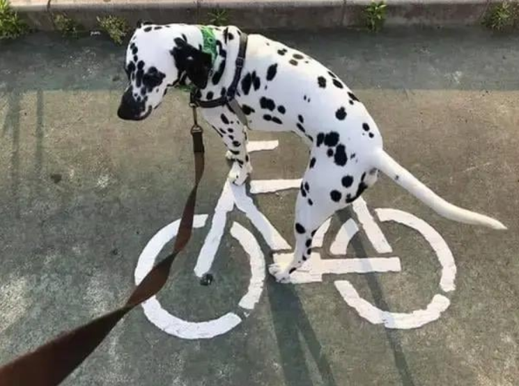 Dalmatínec na vodítku stojí na chodníku, ktorý má nakreslený bicykel, čo vytvára zábavnú optickú ilúziu.