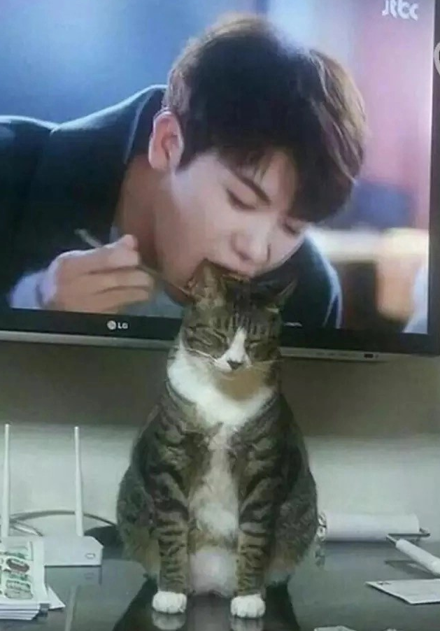 Mačka sedí pred televízorom, čím zábavne vytvára optickú ilúziu, ako keby ju človek na obrazovke jedol.