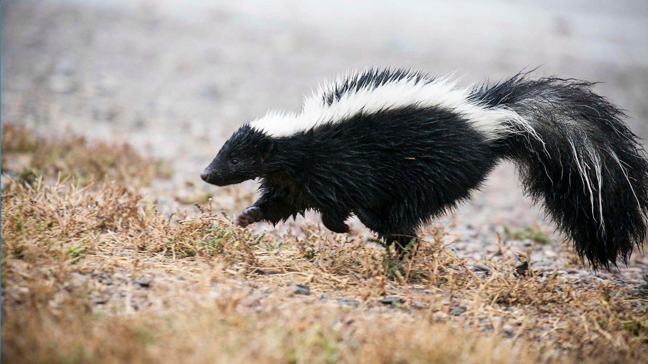Čiernobiely skunk prebieha po suchom trávnatom povrchu v prírode.