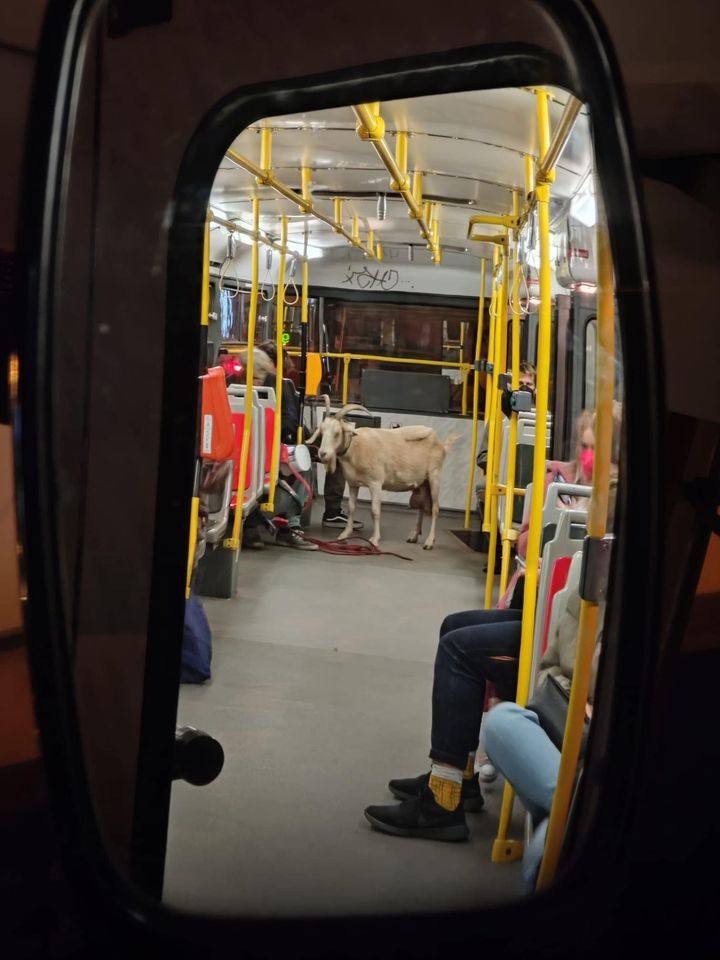 Koza cestuje mestským autobusom, zachytená v spätnom zrkadle, okolo sediaci pasažieri.