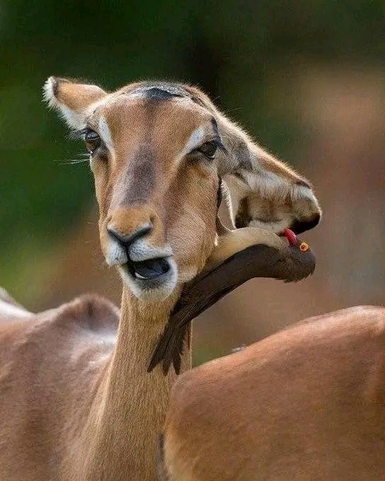 Antilopa s vtákom na krku, navzájom si pomáhajú pri čistení v africkej savane.