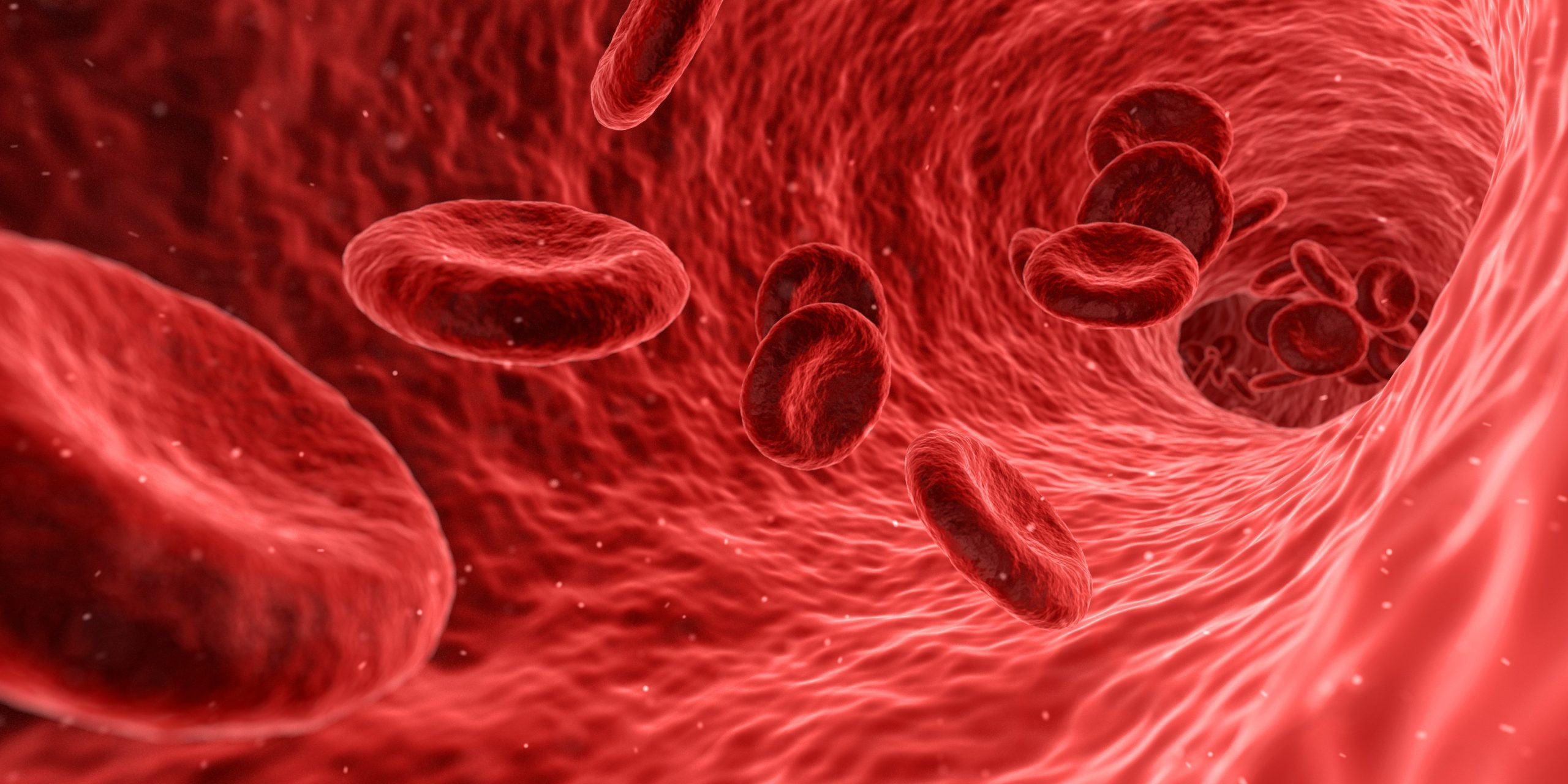Červené krvinky v krvnom riečišti; detail biologického procesu vo vnútri ľudského tela.