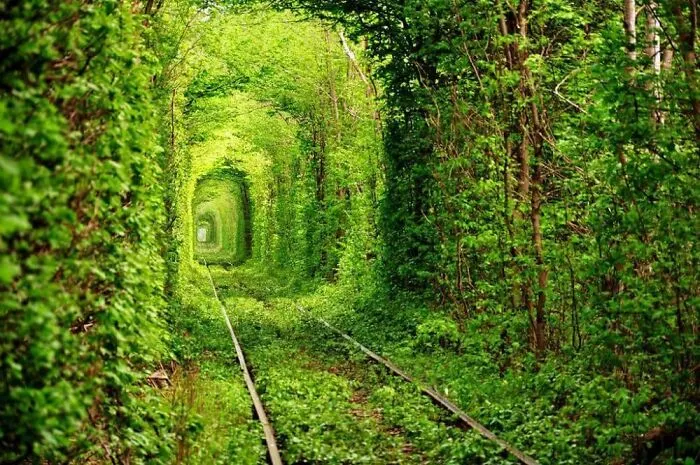 Zelený tunel z listov obklopujúci železničnú trať, vytvárajúc romantickú prírodnú scenériu.