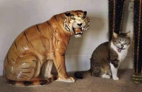 Mačka sedí vedľa sochy tigra v izbe, obe majú otvorené ústa v podobnom výraze.