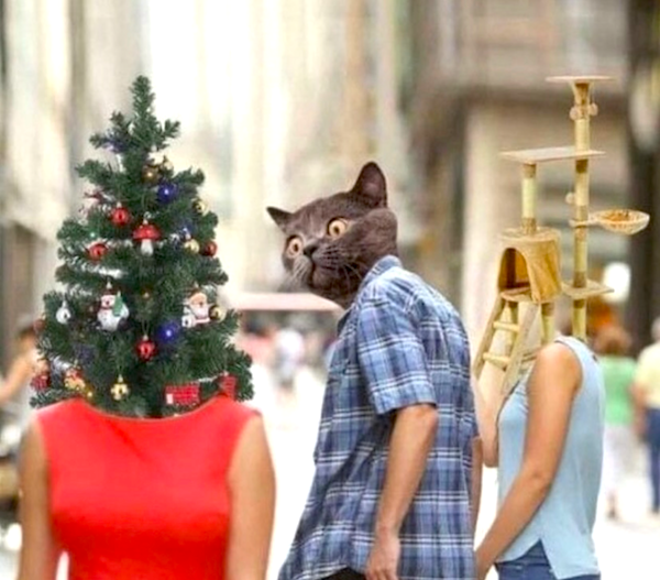 Stromček, mačka a škrabadlo vo vtipnej verzii známeho meme na ulici.