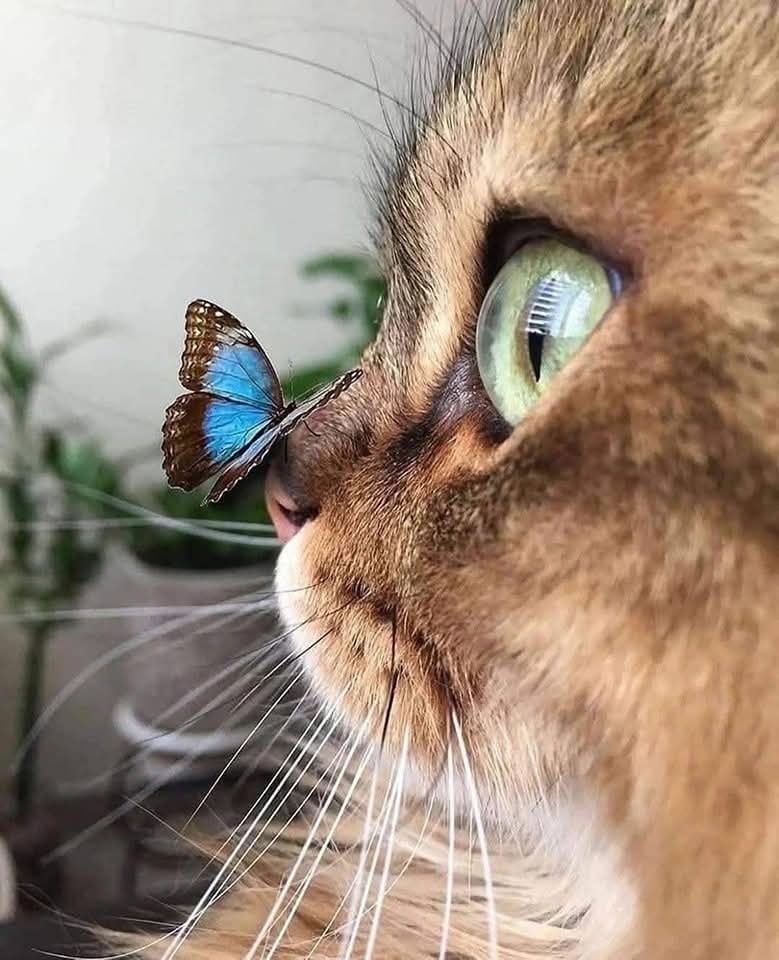 Mačka pozoruje modrého motýľa sediaceho na jej ňufáku, detailný záber s prírodným pozadím.