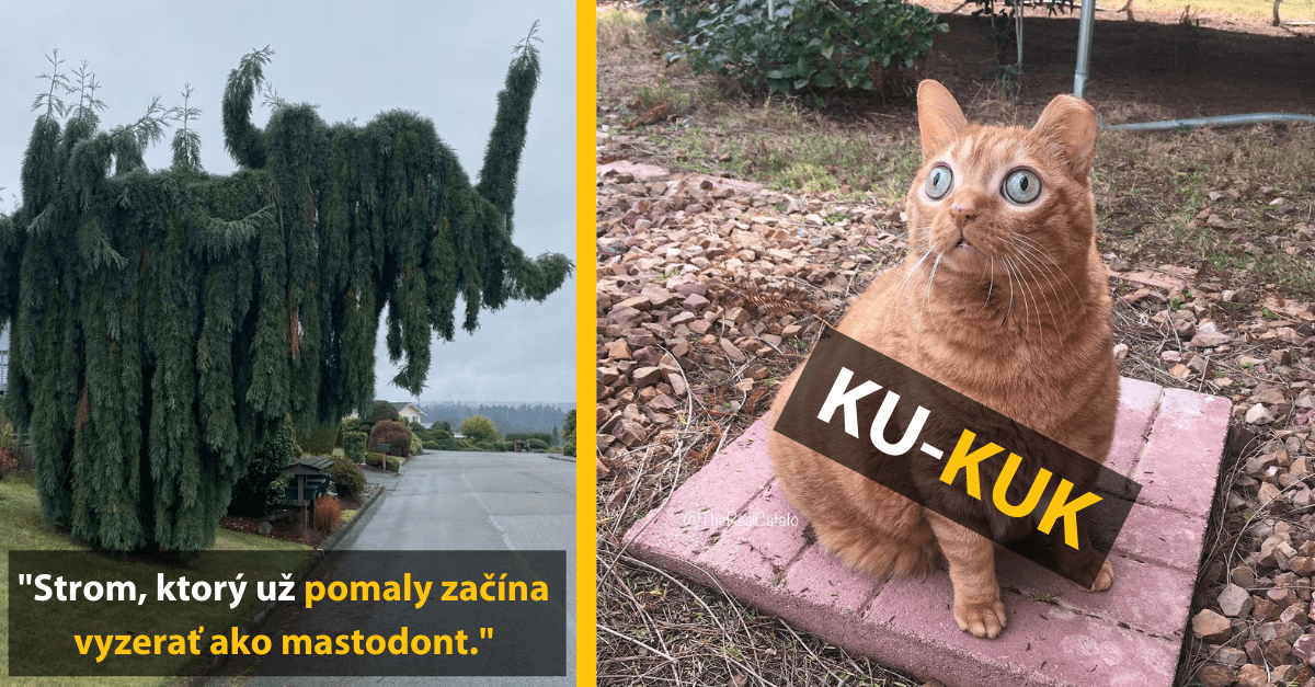 Strom pripomínajúci mastodonta a prekvapená mačka s nápisom KU-KUK. Zábavný pohľad na prírodu a zvieratá.