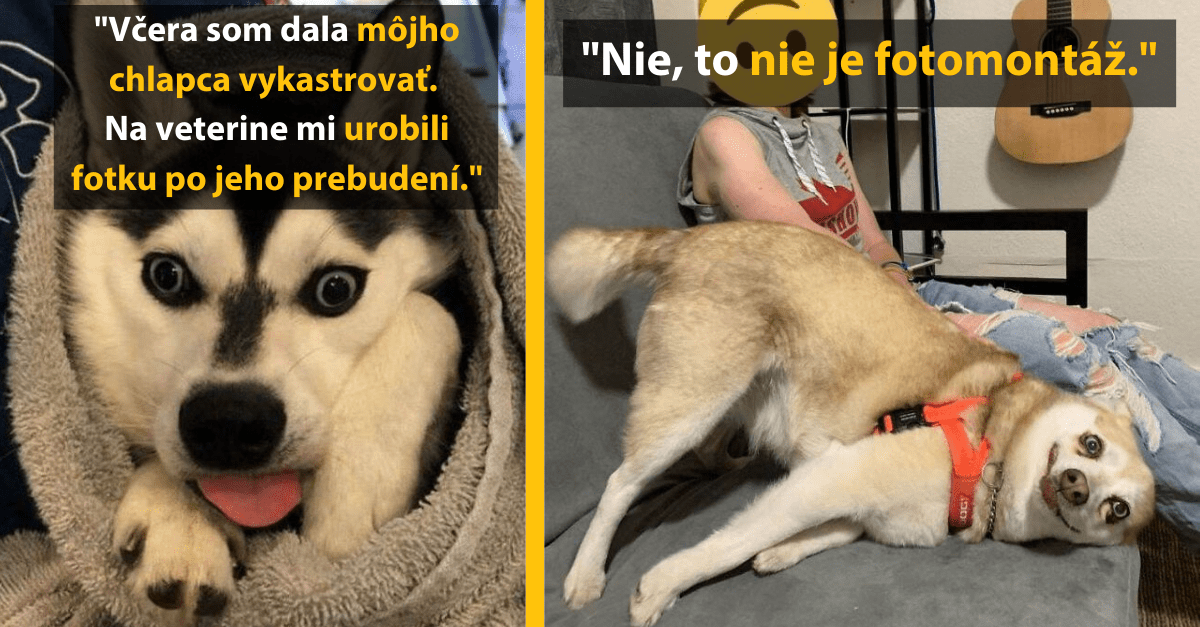 Pes po operácii s komickým výrazom tváre, ležiaci na gauči pri človeku, text popisuje vtipnú situáciu.