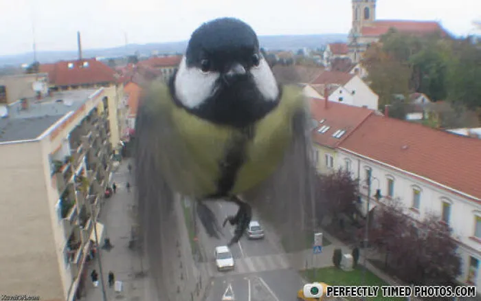 Lietajúca sýkorka zachytená vo vzduchu nad mestskou ulicou s červenými strechami a kostolom v pozadí.