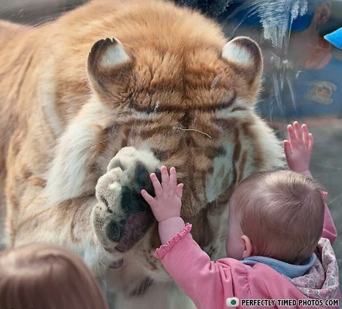 Dieťa a tiger sa dotýkajú cez sklo v zoologickej záhrade, vytvárajú roztomilý moment vzájomného zvedavosti.