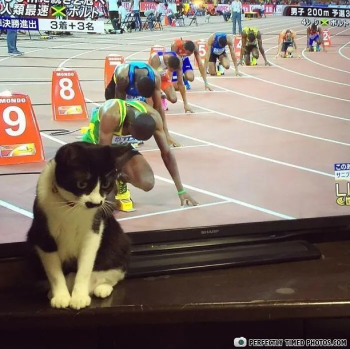 Čierno-biela mačka sedí pred televízorom, kde pretekári štartujú na atletických pretekoch.
