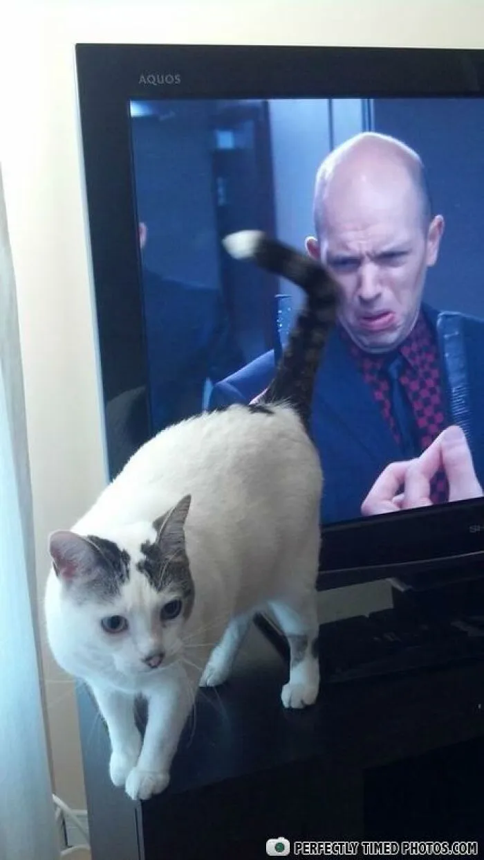 Mačka pred televízorom s pricloneným chvostom vytvára vtipný moment na obrazovke.