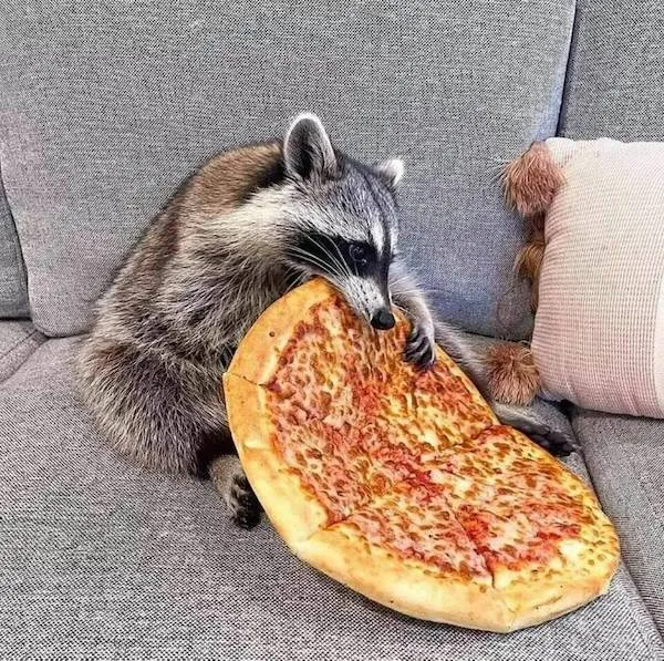 Medvedík čistotný s veľkou pizzou na gauči, jedinečný moment zábavného jedla.