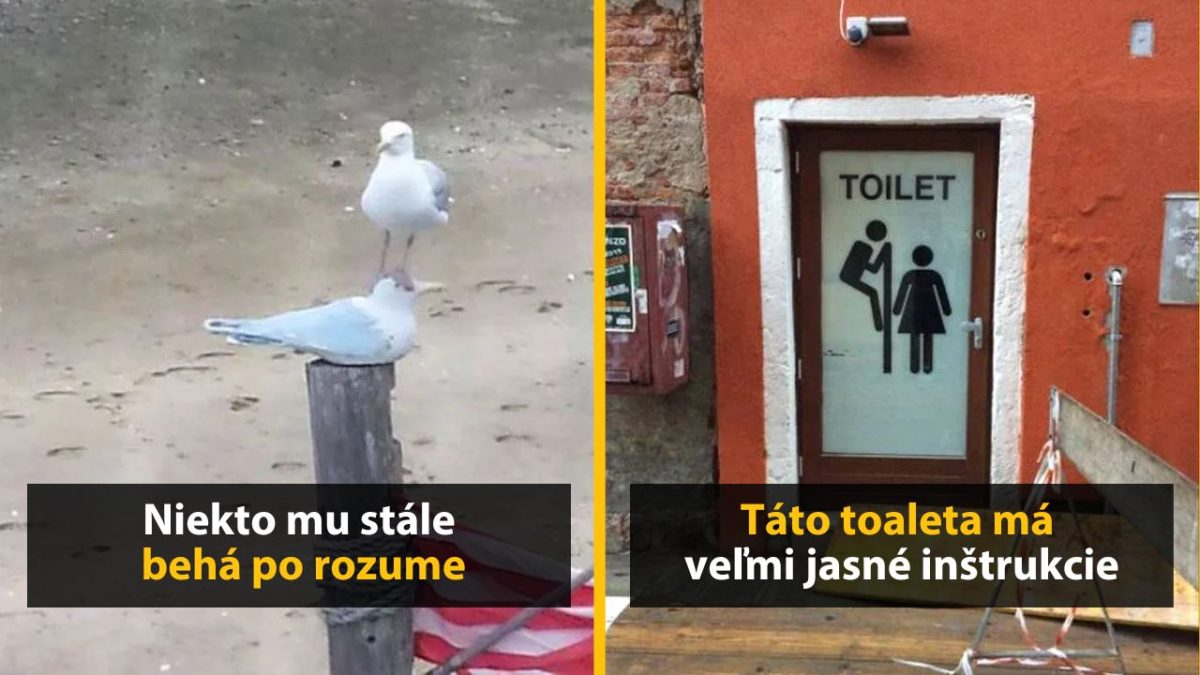 Ľavý obrázok: čajka stojí na inej čajke na pláži, pravý obrázok: vtipný pútač na toaletu s obrázkom.
