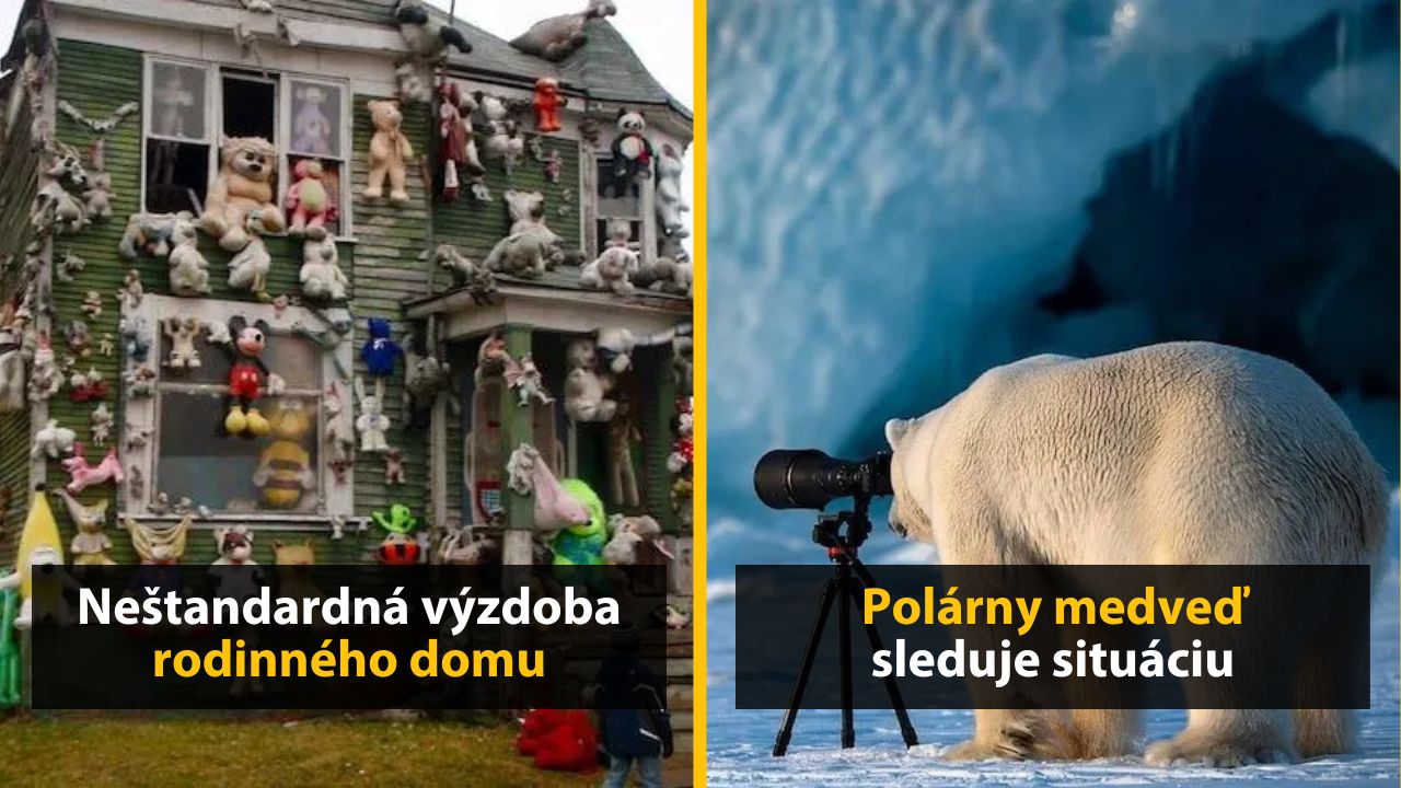Dom pokrytý plyšákmi a polárny medveď pri kamere; kreatívna výzdoba oproti zvedavému pozorovateľovi prírody.
