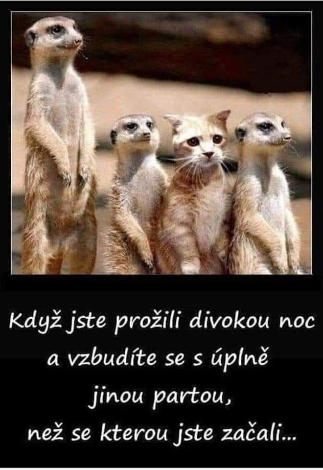 Mačka medzi surikatami, zmätený pohľad. Vtipná situácia, keď sa prebudíte v nečakanej spoločnosti.