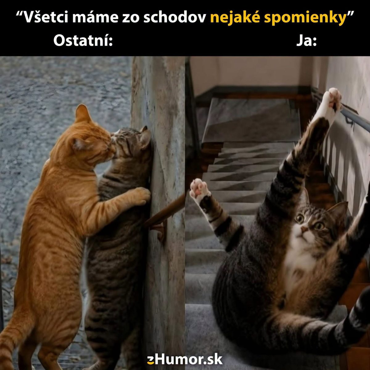 Dve mačky na schodoch: jedná si ich užíva, druhá dramaticky padá dole schodiskom.