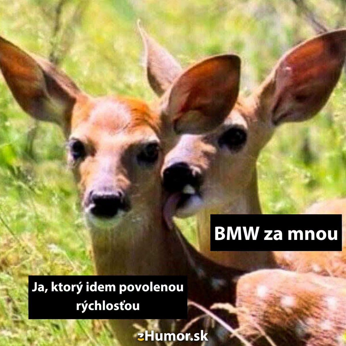 Dve srnky na lúke s vtipným textom o jazde a BMW.
