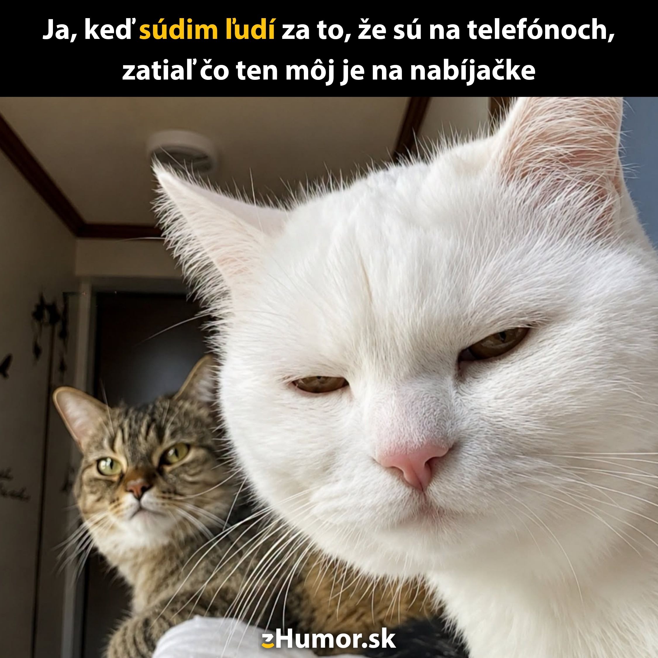 Dva mačky s pobaveným výrazom, jedna biela a druhá hnedá, s vtipným textom o úsudku a telefóne na nabíjačke.