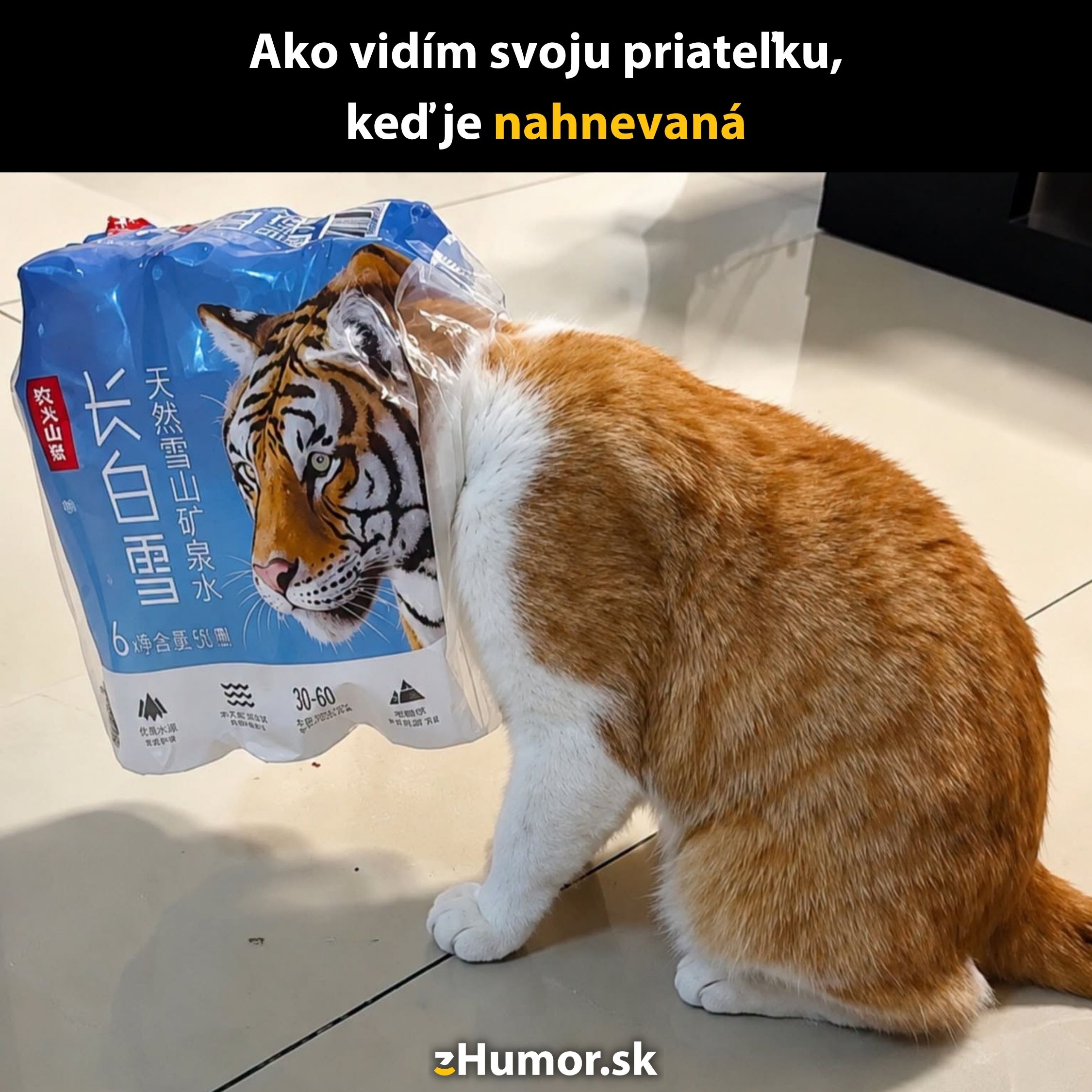 Mačka s hlavou v obale s obrázkom tigra na kuchynskej podlahe.