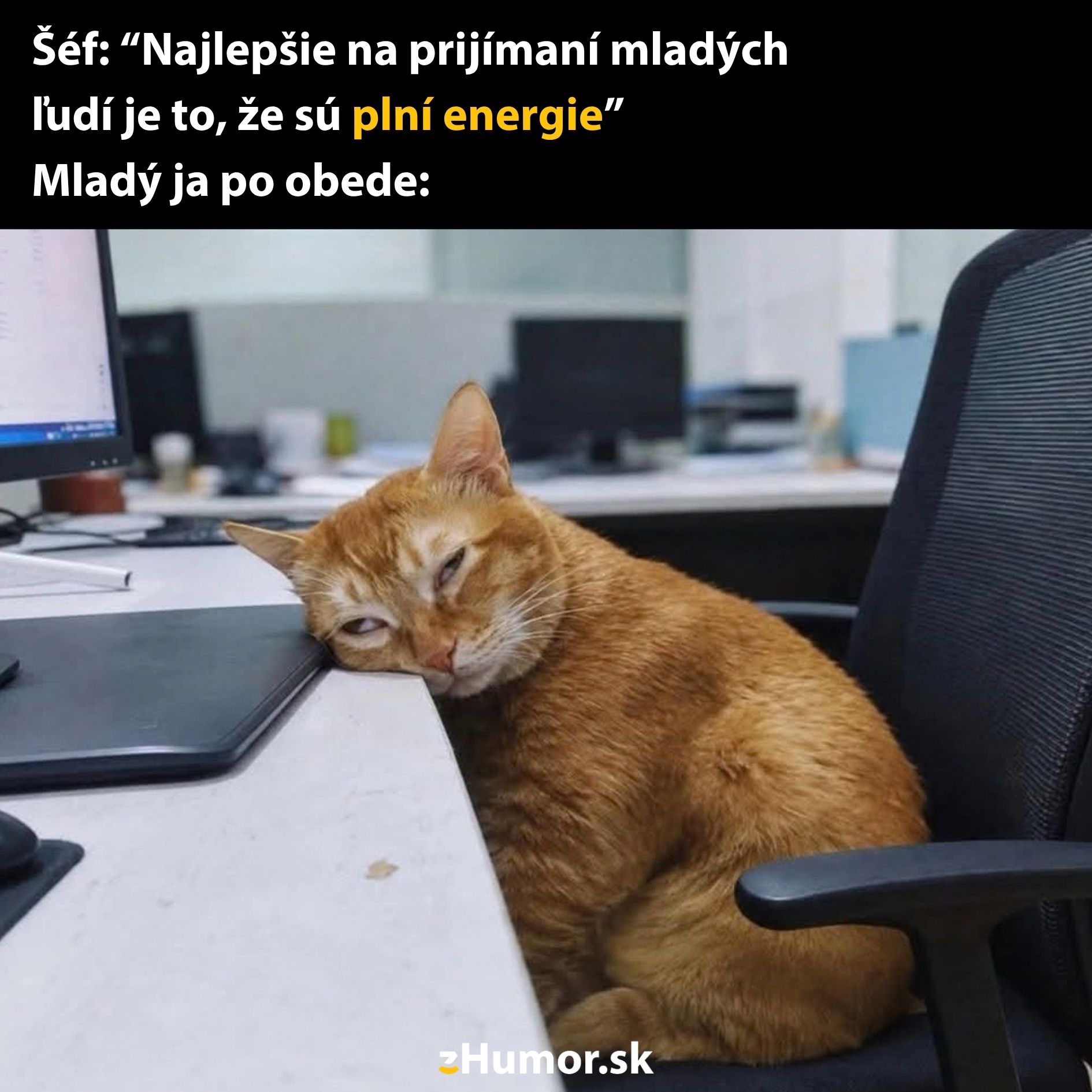 Mačka spí na stole v kancelárii, zatiaľ čo vtip hovorí o plnosti energie.