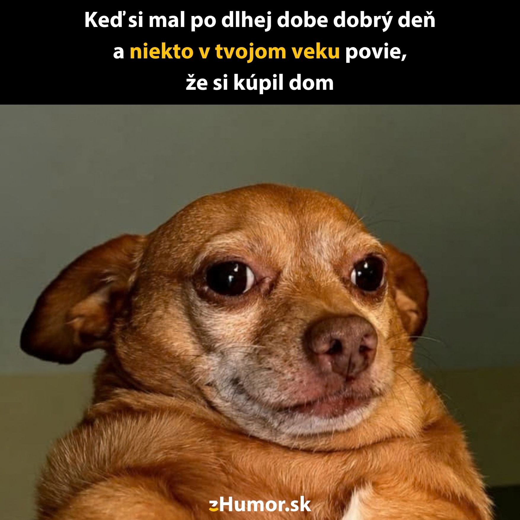 Pes s ironickým pohľadom reaguje na správu o kúpe domu priateľa rovesníka.