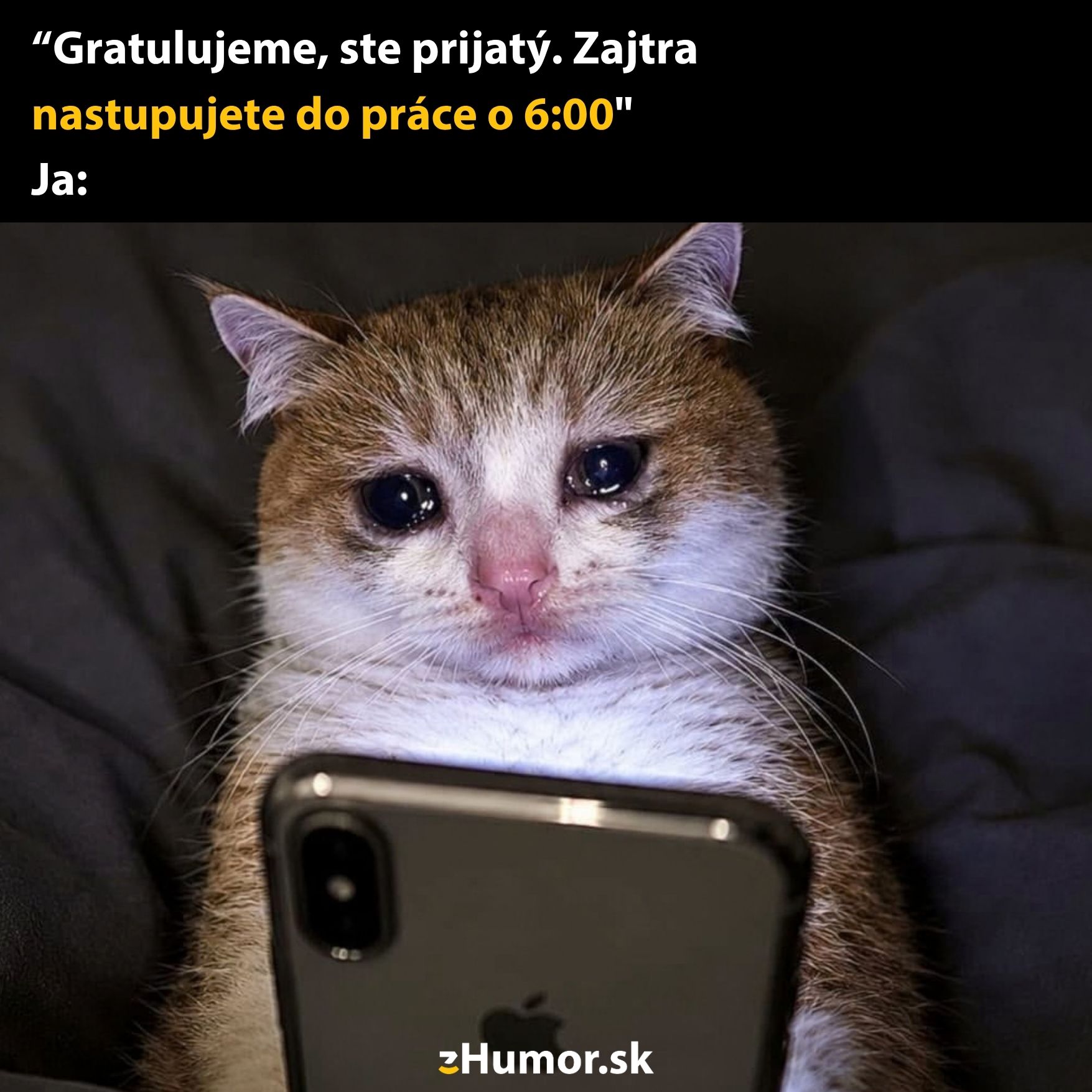 Smutný mačiatko s telefónom po správach o skorom začiatku práce.