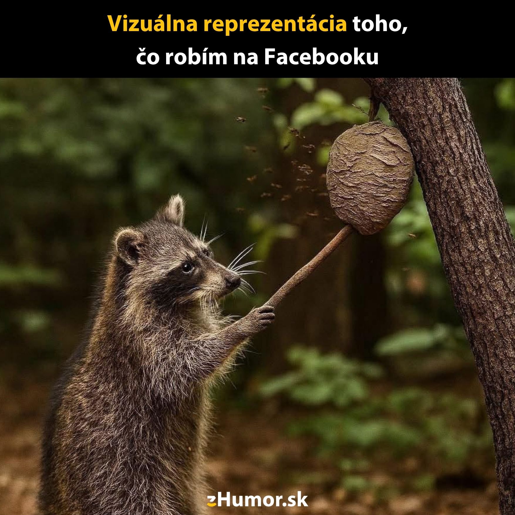 Mýval dráždi osie hniezdo palicou, humorná analógia na chovanie na sociálnych sieťach.