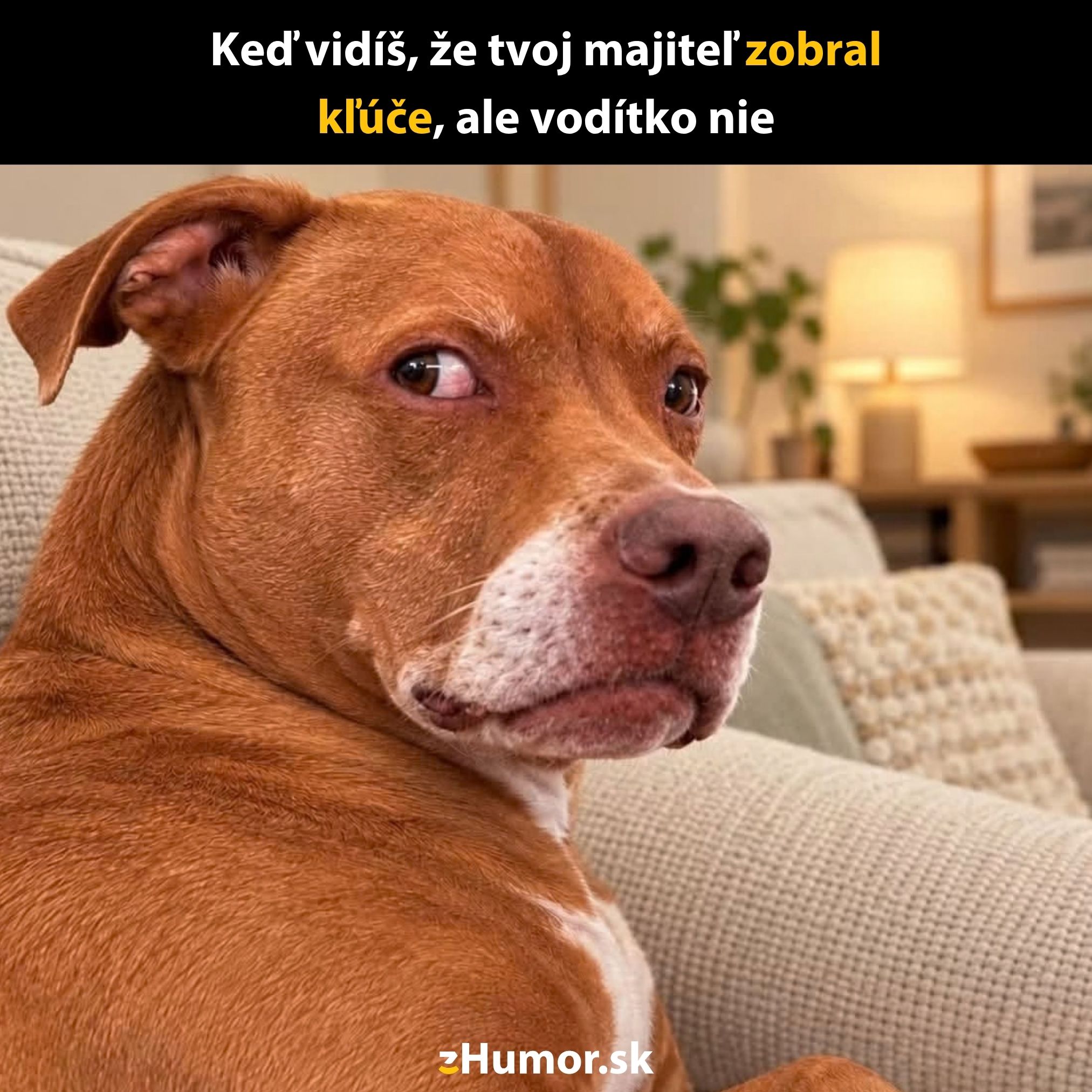 Pes na gauči s neveriacim pohľadom, majiteľ vezme kľúče, ale nie vodítko.