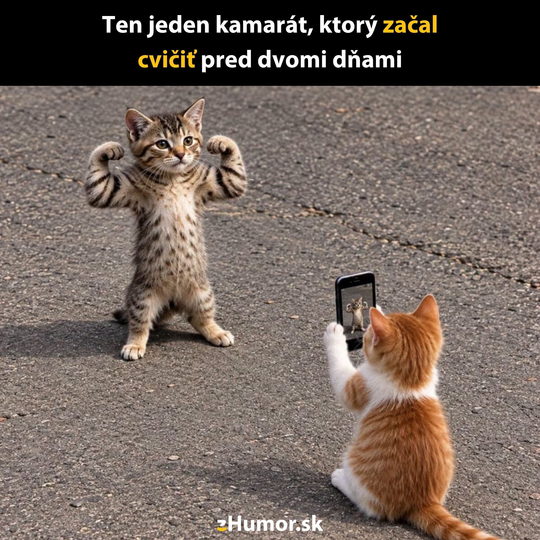 Dve mačky na ulici, jedna ukazuje svaly, druhá fotí na mobil. Vtipný moment zachytený v obrázku.