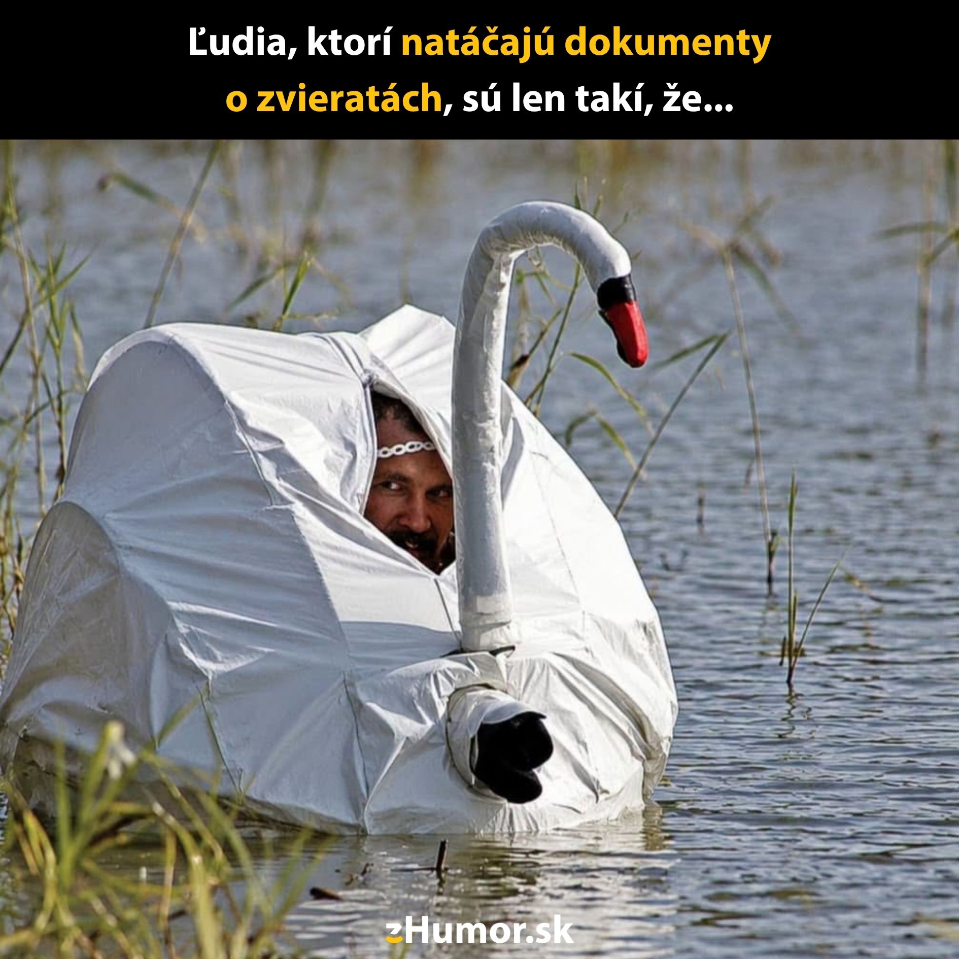 Muž prezlečený za labuť v rybníku; vtipná kamufláž pre natáčanie prírody.