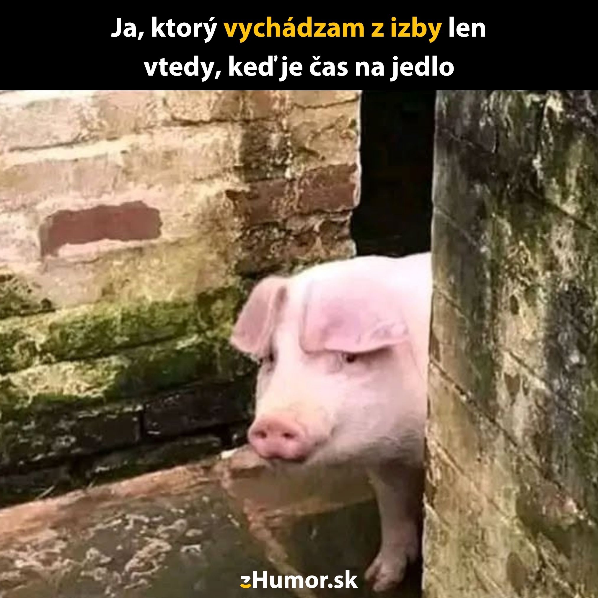 Prasa vykukujúce z maštale s vtipným textom o vychádzaní na jedlo.