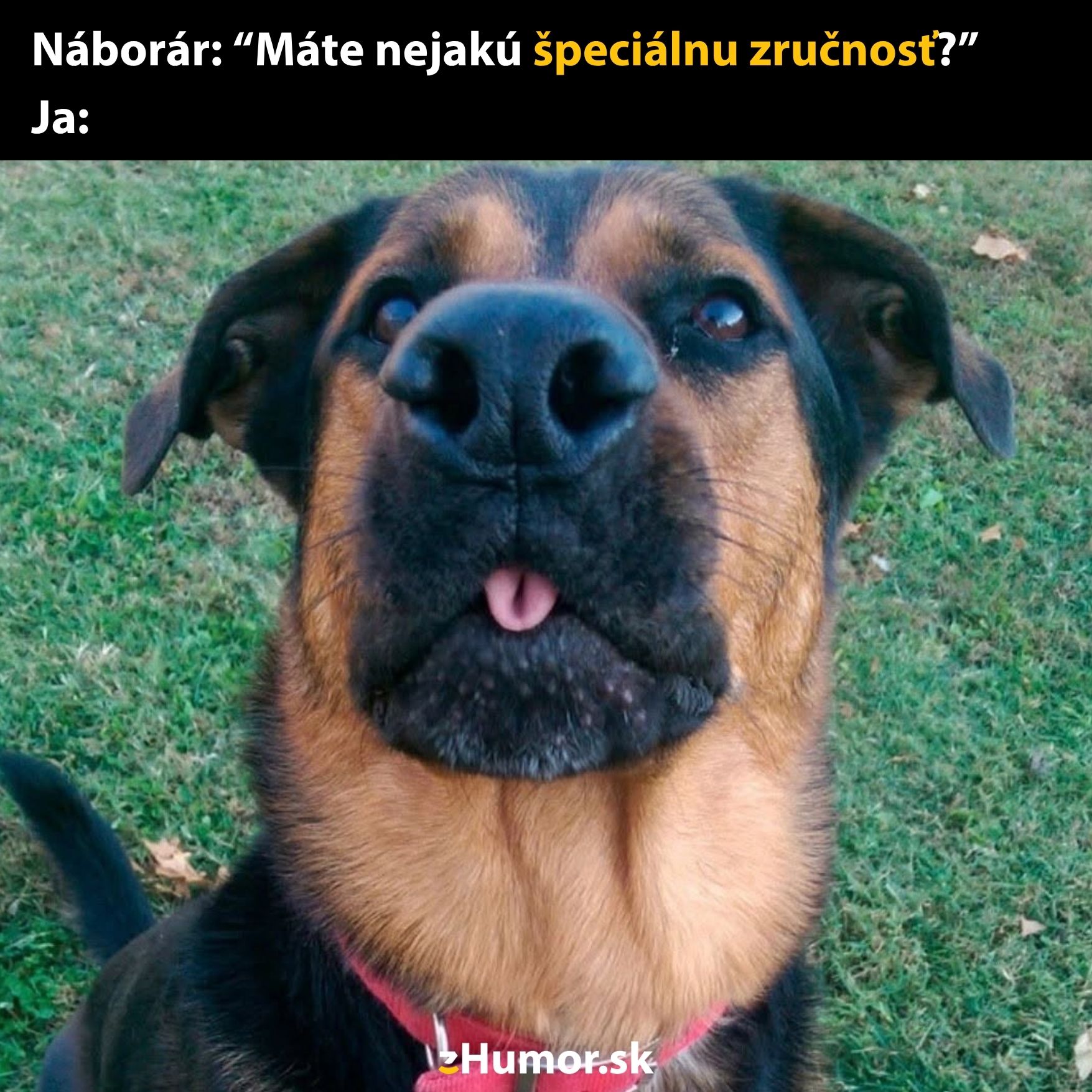 Pes s vyplazeným jazykom stojí na tráve, humorne ilustruje otázku o špeciálnych zručnostiach.