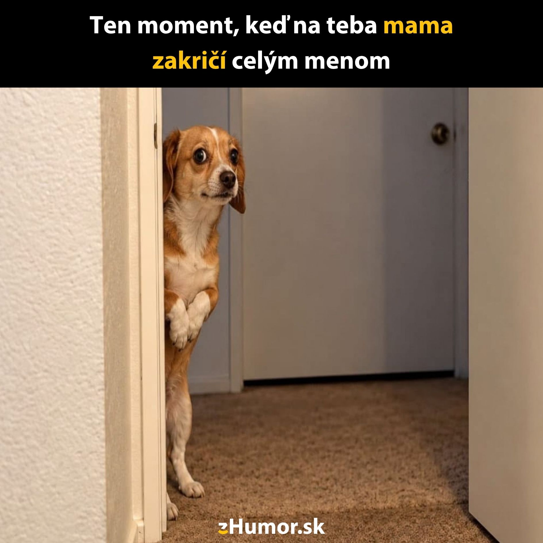 Pes vykúkajúci spoza dverí, výraz zvedavosti. Text: Keď mama zakričí celé meno.