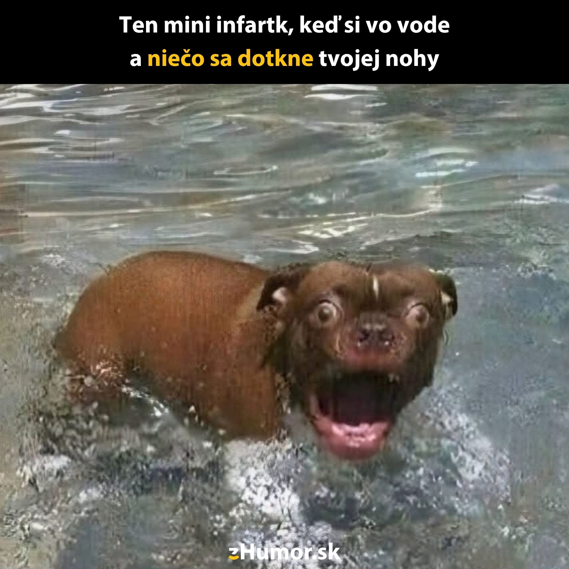 Pes vo vode s vydeseným výrazom po dotyku niečoho neznámeho.