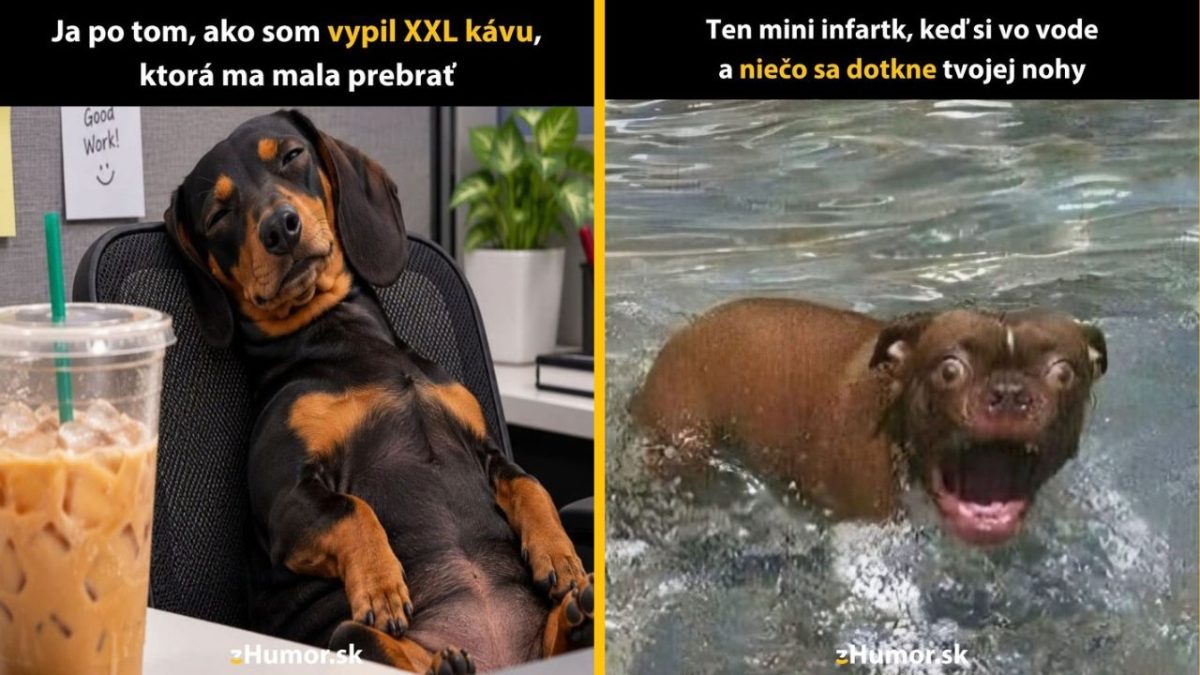 Pes oddychuje v kancelárii s kávou; prekvapený výraz psa vo vode.
